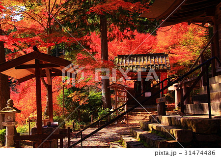 大国寺 兵庫県 篠山市 境内の紅葉の写真素材
