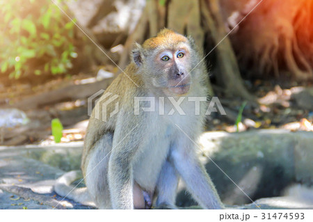 Closeup monkey sitting under the tree 31474593