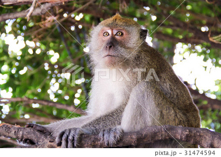Closeup monkey sit on the tree 31474594