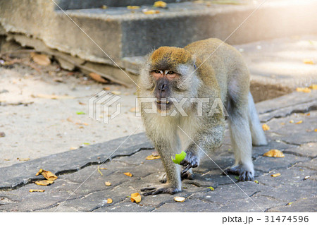 Closeup monkey walking 31474596