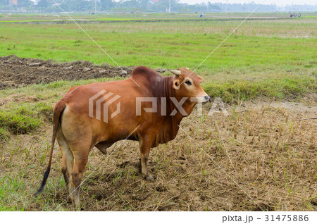 Brown cow on green field in Vietnam. 31475886