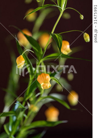サンダーソニアの花 31475991