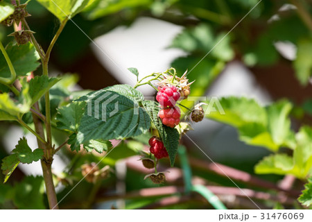 熟れ始めのラズベリーの実 31476069