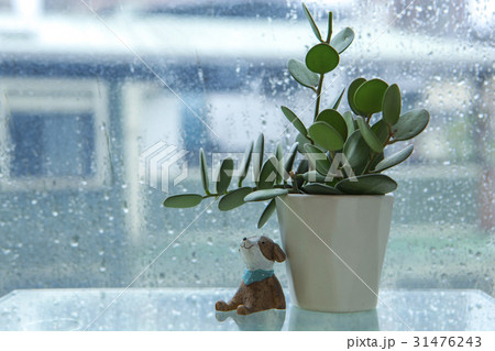 雨の日 土台 フラワーポット 31476243