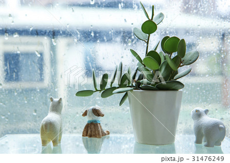 雨の日 土台 フラワーポット 31476249