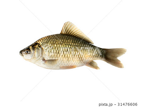 Crucian carp 31476606