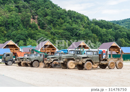 Old timber trucks in the mud 31476750