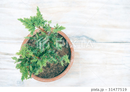 Top view small bonsai tree in clay pot. Top view small bonsai tree in clay pot. 31477519