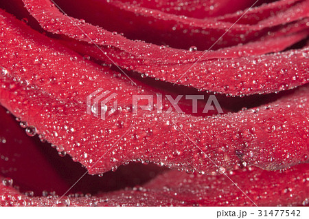 Rose flower fragment with water drops Rose flower fragment with water drops 31477542
