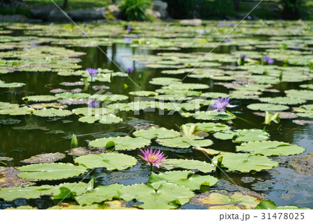 睡蓮の池(Pond of Water Lily) 睡蓮の池(Pond of Water Lily) 31478025