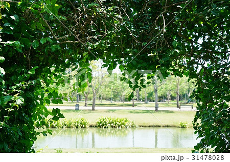 タイ王国内の公園、ラマ9世公園、緑、グリーン、フレーム 31478028