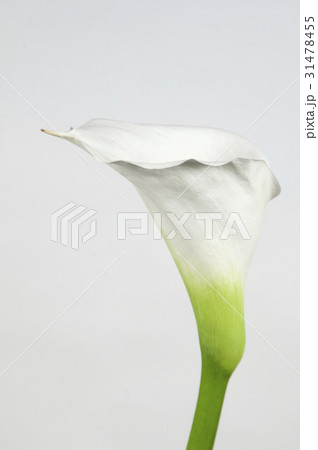 Calla lily flower Calla lily flower 31478455