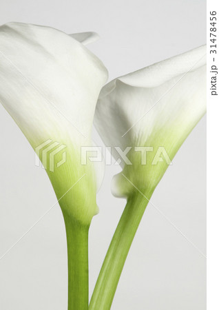 Calla lily flowers 31478456