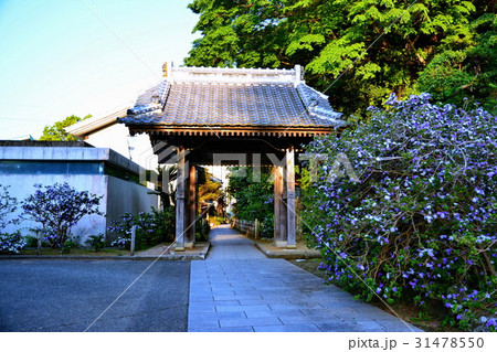 伊豆 了仙寺 山門 & アメリカジャスミンの花 ( ジャスミン寺 ) 静岡県 下田市 七軒町 伊豆 了仙寺 山門 & アメリカジャスミンの花 ( ジャスミン寺 ) 静岡県 下田市 七軒町 31478550