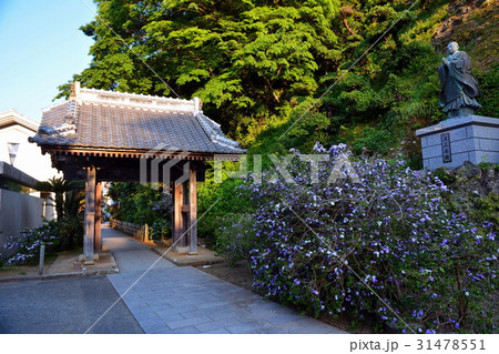 伊豆 了仙寺 山門 & アメリカジャスミンの花 ( ジャスミン寺 ) 静岡県 下田市 七軒町 伊豆 了仙寺 山門 & アメリカジャスミンの花 ( ジャスミン寺 ) 静岡県 下田市 七軒町 31478551