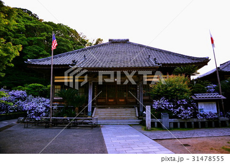 伊豆　了仙寺　本堂 ＆ アメリカジャスミンの花　（ ジャスミン寺 ）　静岡県 下田市 七軒町 31478555