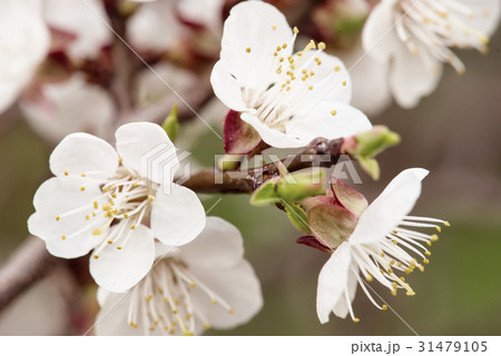 Apricot tree blossoms 31479105