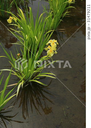 黄色い花菖蒲　愛知の輝 31479211