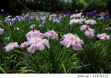 しょうぶ沼公園の淡いピンク色の花菖蒲 吉野太夫 しょうぶ沼公園の淡いピンク色の花菖蒲 吉野太夫 31479215