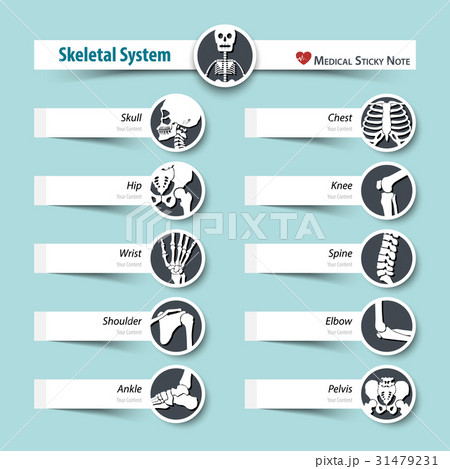 Skeletal System . medical sticky note style  31479231