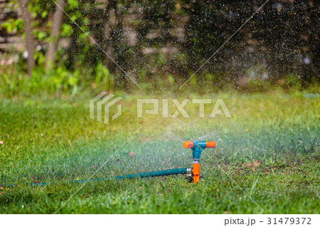 Garden sprinkler watering grass 31479372