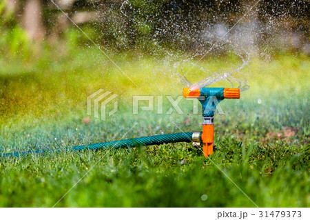 Garden sprinkler watering grass 31479373