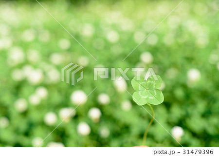 Four-leaf clovers in grass against blurred natural background