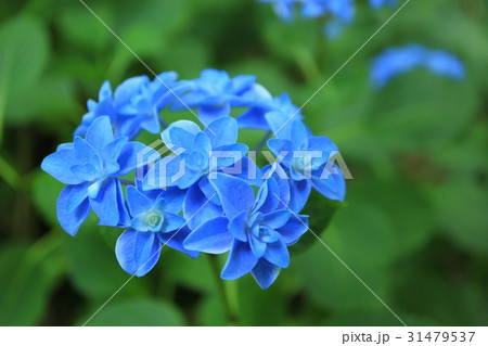 紫色の紫陽花 31479537