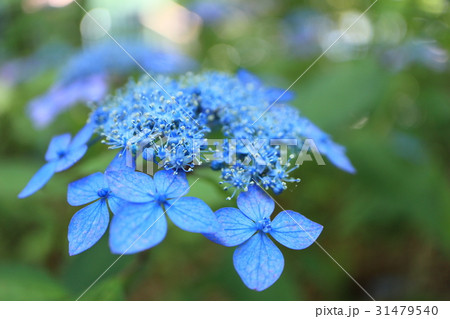 紫色の額紫陽花 31479540