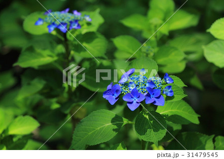 額紫陽花 31479545