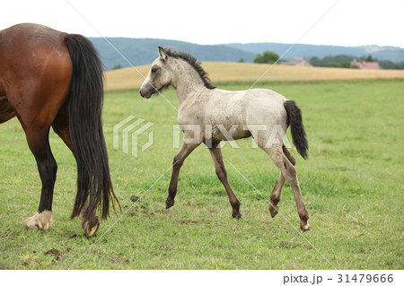 Amazing welsh part-bred foal 31479666