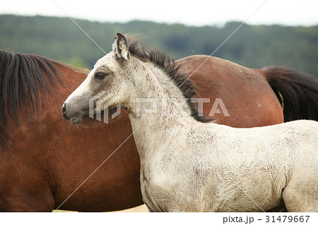 Amazing welsh part-bred foal Amazing welsh part-bred foal 31479667