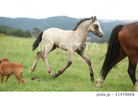 Amazing welsh part-bred foal Amazing welsh part-bred foal 31479668