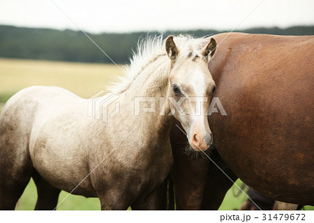 Amazing welsh part-bred foal 31479672