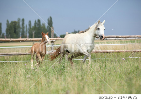Amazing foal with its mother Amazing foal with its mother 31479675