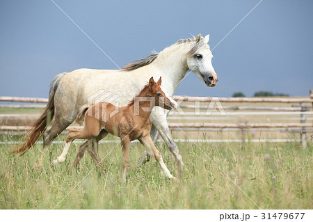 Amazing foal with its mother 31479677