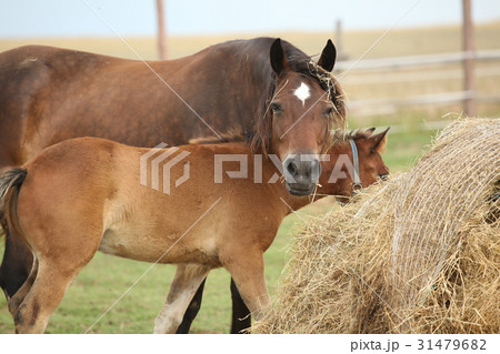 Nice mare with its foal 31479682