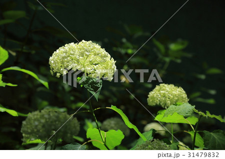 白色の紫陽花　アナベル 31479832