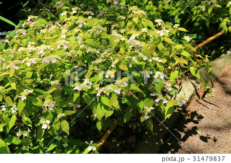 淡い紅色のヤマアジサイ 伊予の薄墨 淡い紅色のヤマアジサイ 伊予の薄墨 31479837