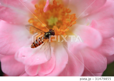 小さいピンク色の薔薇の花・ザフェアリーにホソヒラタアブ 31479855