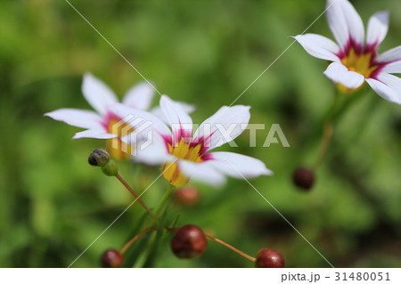 白色の小さな草花・ニワゼキショウ 白色の小さな草花・ニワゼキショウ 31480051