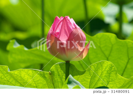 蓮 蓮 31480091