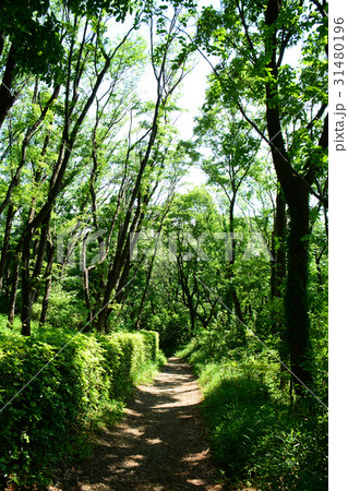 横浜市戸塚区　舞岡公園　春の新緑 31480196