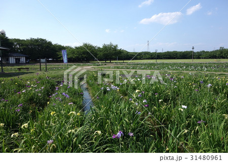 別府沼公園の花菖蒲 別府沼公園の花菖蒲 31480961