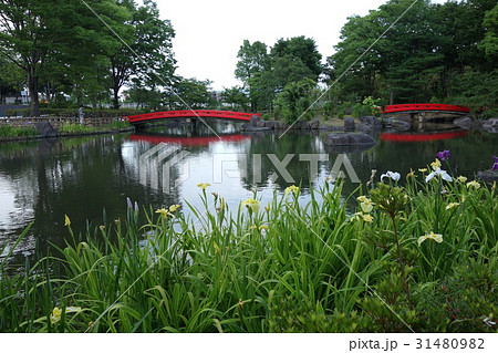 浜川運動公園の花菖蒲 浜川運動公園の花菖蒲 31480982