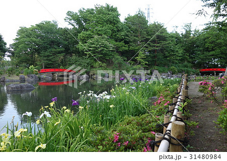 浜川運動公園の花菖蒲 31480984