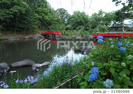 浜川運動公園の花菖蒲 浜川運動公園の花菖蒲 31480986