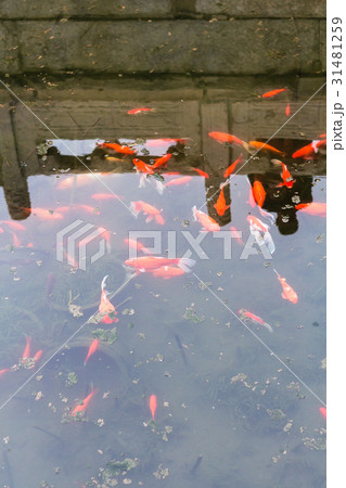 goldfishes in pool in public park in Beijing 31481259