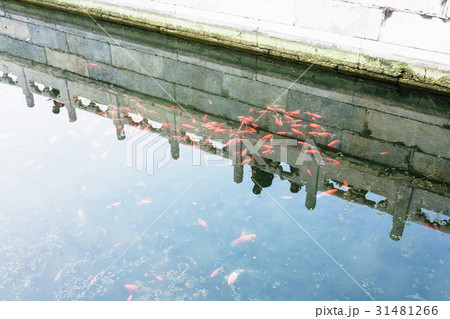 pond with goldfishes in public park in Beijing 31481266