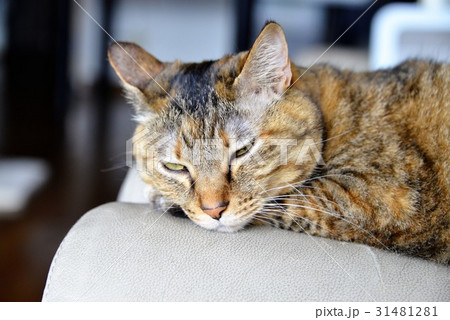 キジトラ猫 31481281